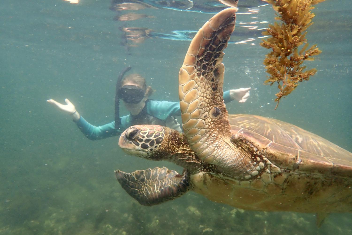 一名<a href='http://pya9.bydets.com'>bv伟德ios下载</a>学生在Galápagos群岛游学途中与一只巨龟游泳.